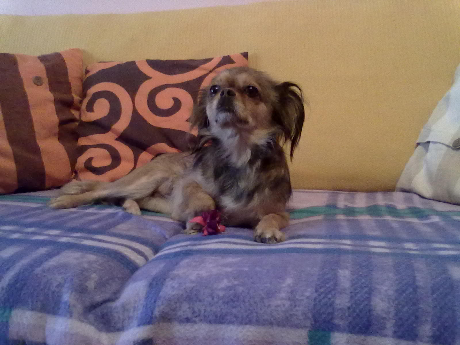 Pekincha después de unos meses en su nuevo hogar