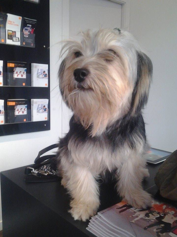 Cornelia, ahora Kissi