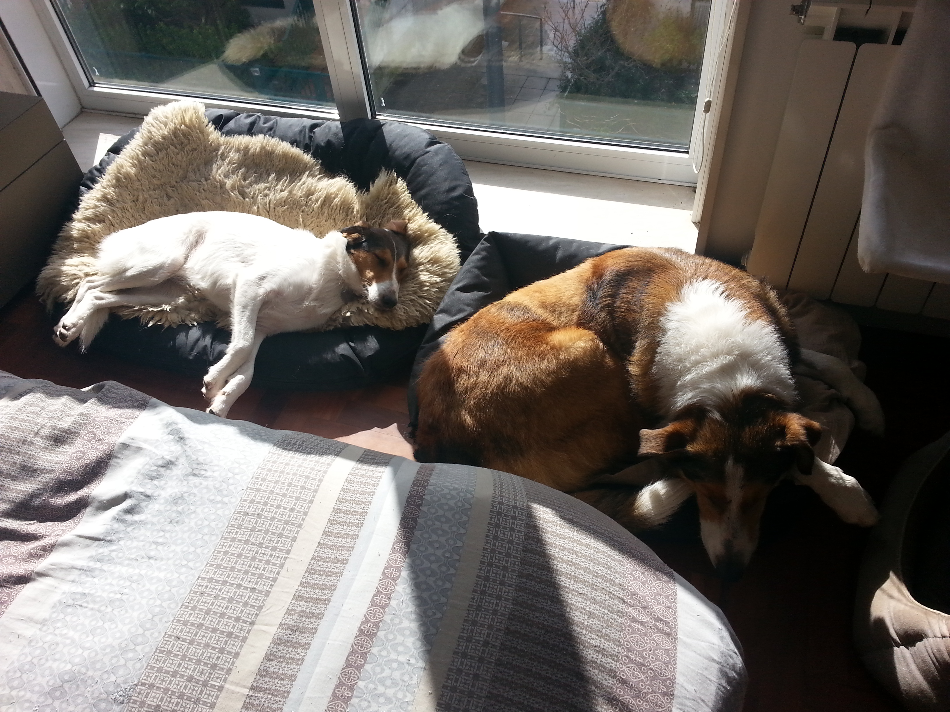 Mac (antes Tetris) e Toti (antes Bodil)