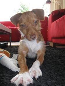 Cachita, ahora se llama Tella