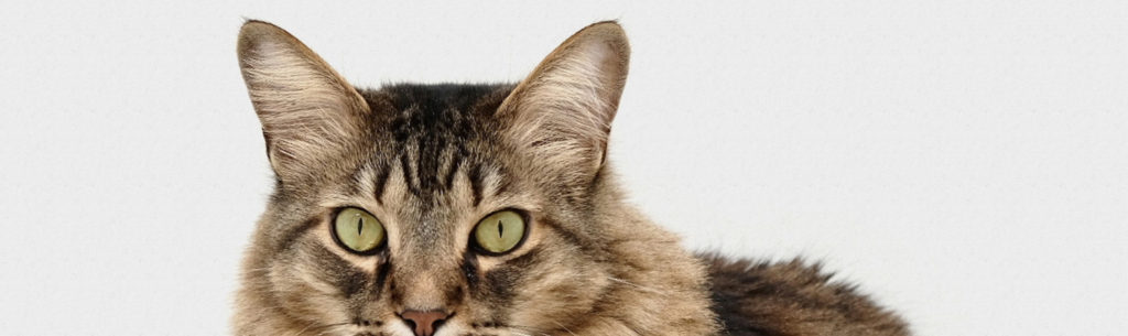 charlie-deets-517076-43unsplash-1024x305