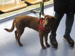 CADELA EXTRAVIADA AMES