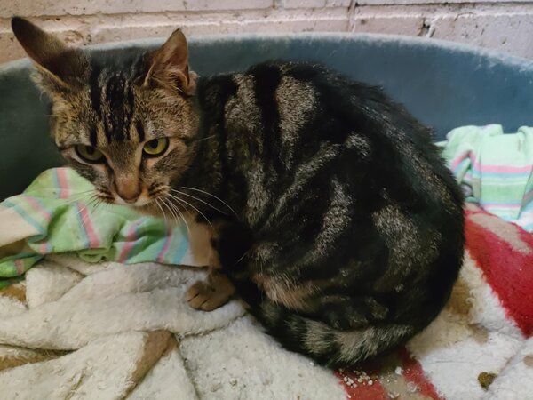 623421751 1190490576532380 5164459730496556515 n