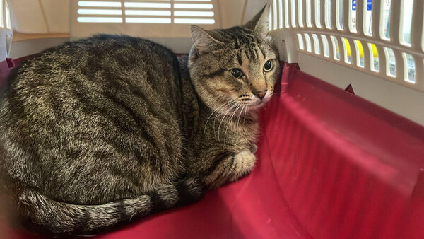 630508695 1198528899061881 7010148318065424975 n