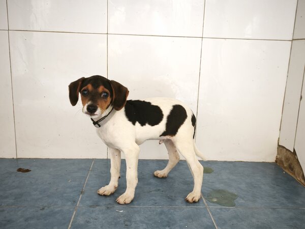311 26 JUNIOR
